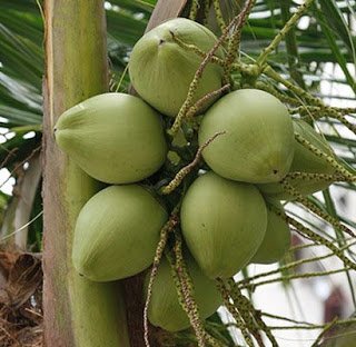 Buah Kelapa 01