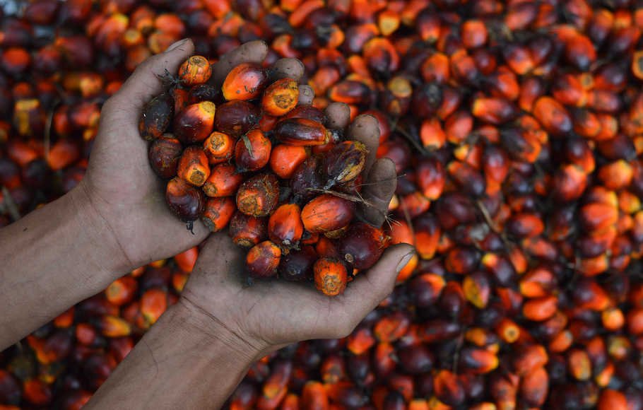 Petani Kelapa Sawit