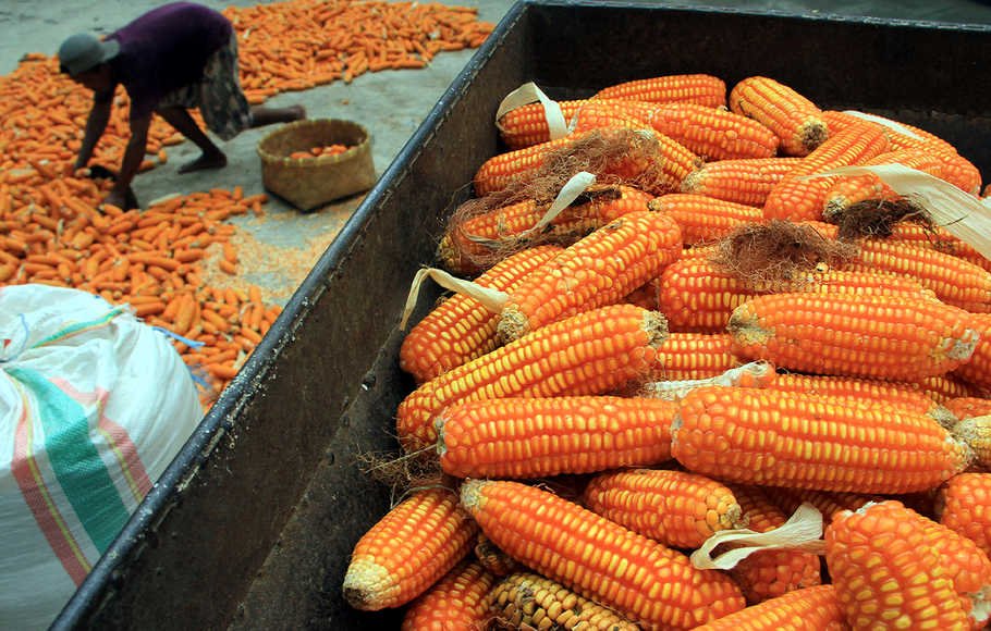 Pekerja memasukkan buah jagung ke dalam mesin perontok bertenaga diesel di Blitar, Jawa Timur, Minggu (3/1)