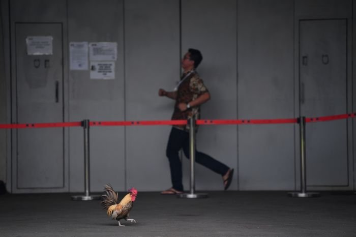 Ayam Jantan