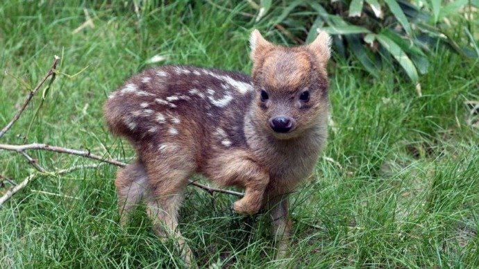 Tiny-Baby-Deer-1
